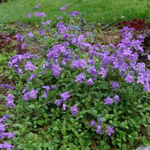 Phlox stolonifera Sherwood Purple