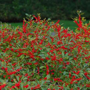 Ilex verticillata Red Sprite