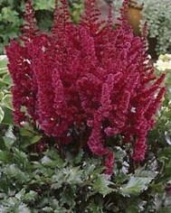 Astilbe chinensis Visions in Red