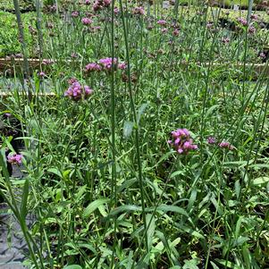 Verbena bonariensis 