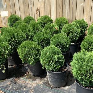 Thuja occidentalis Hetz Midget