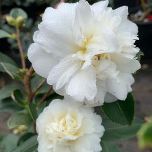 Camellia sasanqua Showa No Sake