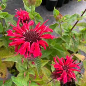 Monarda x Bee You Bee Happy