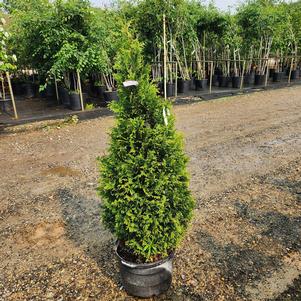 Thuja x Junior Giant (pp31297) 