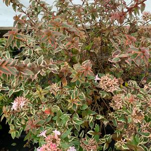 Abelia grandiflora Mardi Gras