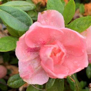 Azalea-Rhododendron Robin Hill hybrid Nancy Of Robin Hill