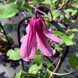 Clematis Alionushka