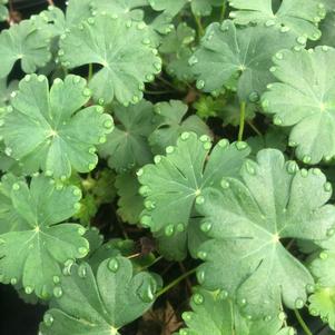 Geranium X cantabrigiense Karmina