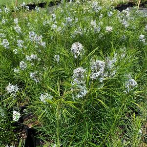 Amsonia hubrichtii 