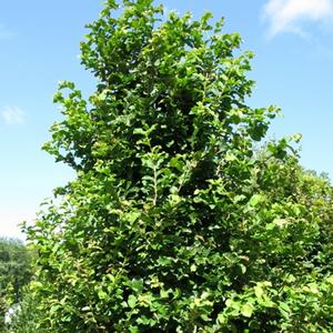 Parrotia persica 