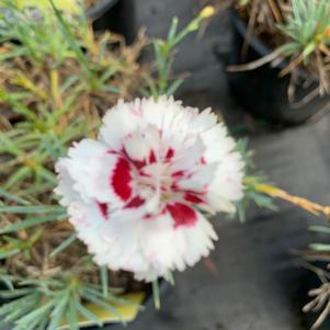 Dianthus Coconut Surprise