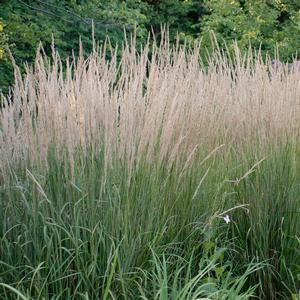 Calamagrostis acutiflora Karl Foerster