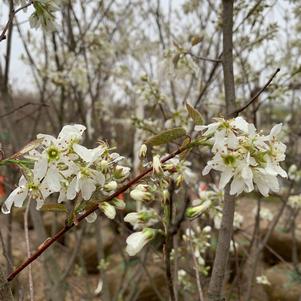 Amelanchier canadensis 