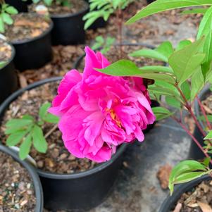 Paeonia lactiflora Big Ben