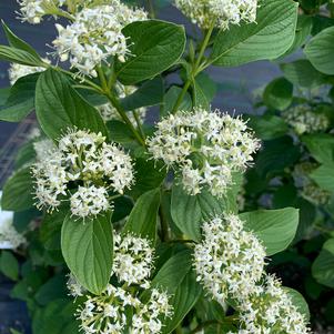 Cornus sericea Flaviramea