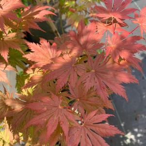 Acer palmatum Beni Shigitatsu Sawa