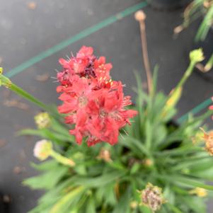 Armeria Ballerina Mix