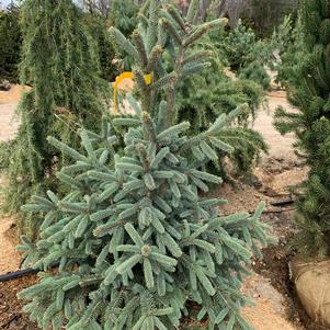 Picea abies Paul's Select