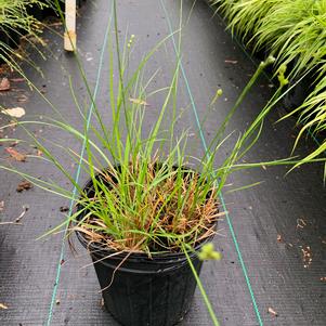 Carex bicknellii 