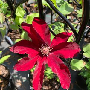 Clematis Rebecca