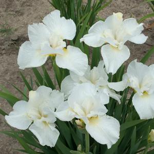 Iris siberica Swans in Flight