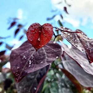 Cercis canadensis Forest Pansy