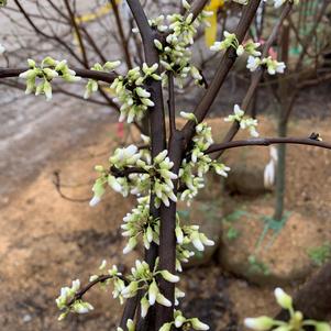 Cercis canadensis forma alba 