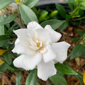 Gardenia jasminoides Radicans