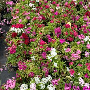 Dianthus barbatus Indian Carpet Mix