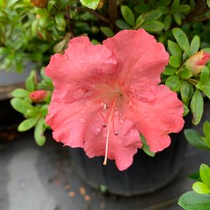 Azalea-Rhododendron Satsuki hybrid Gumpo Pink