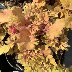 Heuchera Frilly