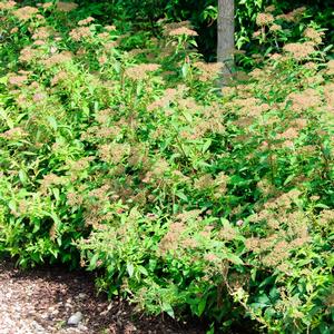 Spiraea japonica Shirobana