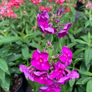 Phlox paniculata Laura