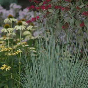 Schizachyrium scoparium The Blues