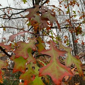 Quercus Nuttallii 