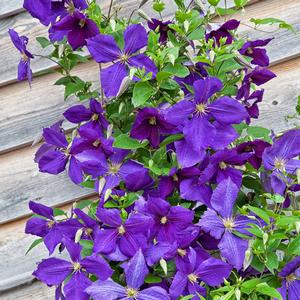 Clematis jackmanii 