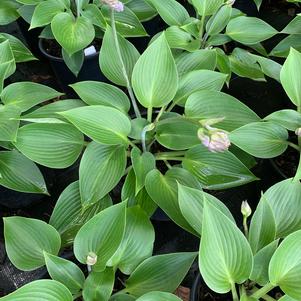 Hosta Halcyon