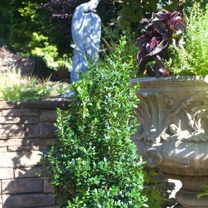 Buxus sempervirens Dee Runk