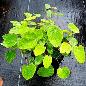 EPIMEDIUM YOUNGIANUM ROSEUM