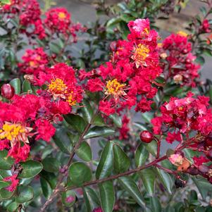 Lagerstroemia indica Tightwad Red