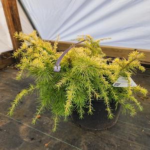 Cedrus deodara Gold Cascade