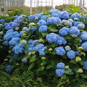 Hydrangea macrophylla Endless Summer®The Original 