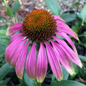 Echinacea purpurea Green Twister