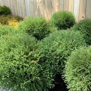 Thuja occidentalis Pancake™ (PP24013)