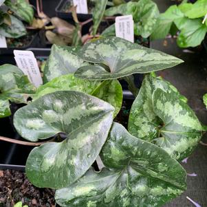 Asarum splendens 