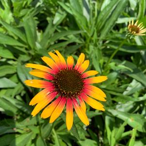 Echinacea Parrot