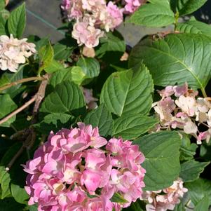 Hydrangea macrophylla Penny Mac