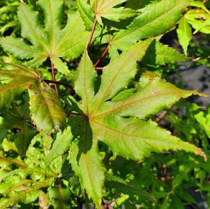 Acer palmatum Amber Ghost