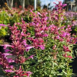 Agastache rupestris Rosie Posie PP25857