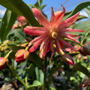 Illicium x woodland Ruby